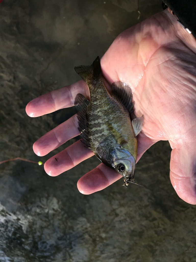 Ultralight Fly Fishing • Round 2 at Sulphur Creek, Lampasas TX